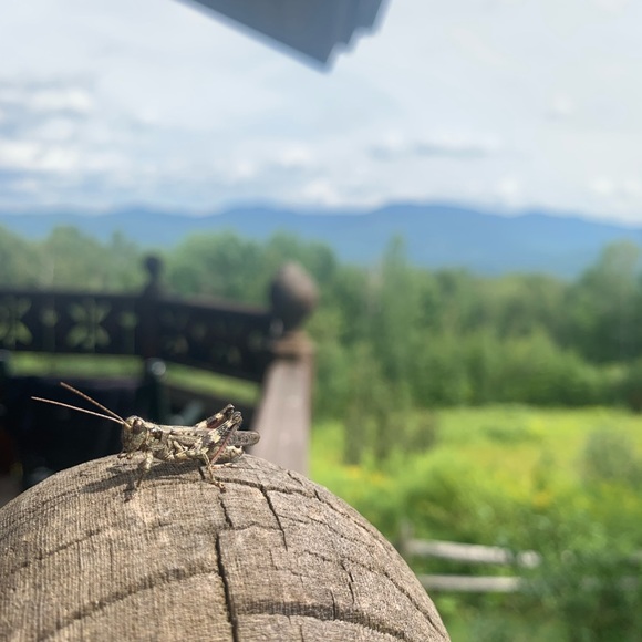 Meet your Posher, Amelia - Picture 1 of 1